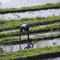 Photo de Bali - Jatiluwih